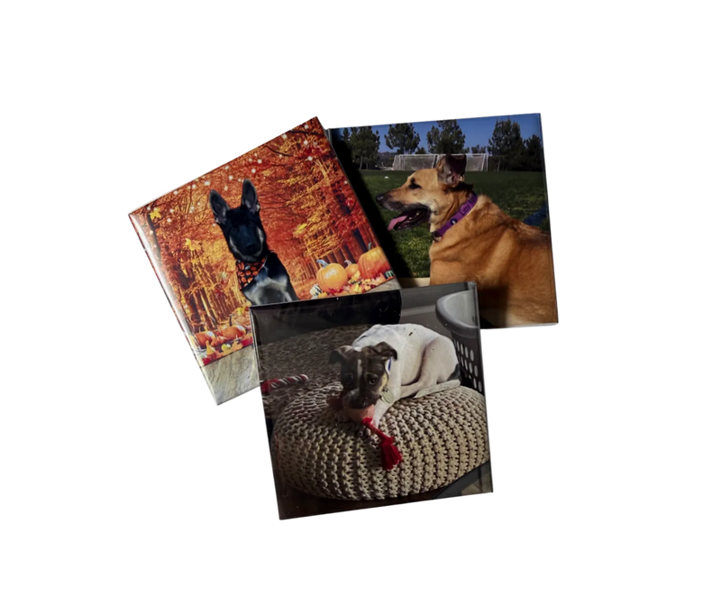 Three magnets of dog photos